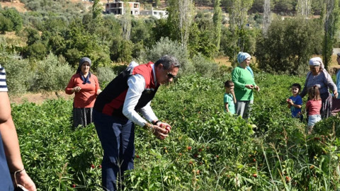 Aydın’ın Bozdoğan ilçesinde TAKE Projesi kapsamında dağıtılan 60 bin turşuluk biber fidesi hasat edildi