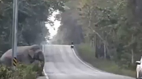 Kamboçya’da yol kesildi, filler şeker kamışı kamyonunu durdurup kasadan payını aldı