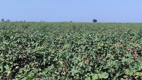Aydın pamuk tarlalarında yapılan kontrollerde zararlı yoğunluğuna rastlanmadı