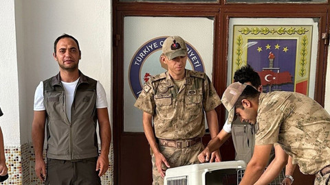 Erzincan’ın Kemaliye ilçesinde yol kenarında hareketsiz halde görüldü, korumaya alındı