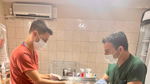 Antalya Kemer'de hareketsiz şekilde ortaya çıktı! Nesli tehlike altında olan türe müdahale gecikmedi