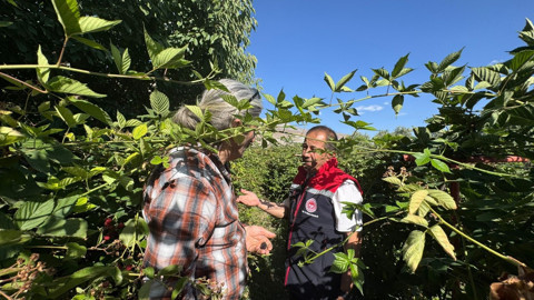 Erzincan İl Tarım ve Orman Müdürü Koçaker, böğürtlen üreticisini ziyaret ederek incelemelerde bulundu