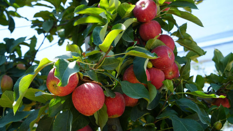 Niğde’de şiddetli don nedeniyle elma üretimi yüzde 95 düştü, ihracat olumsuz etkilenecek