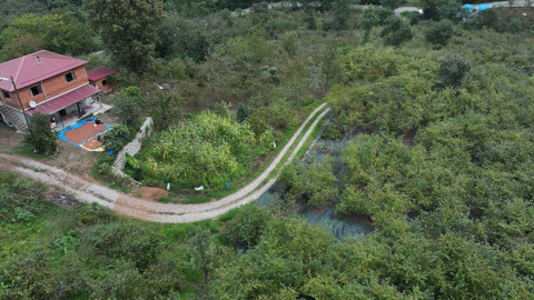 Trabzon’da üreticiler file örtü sistemiyle işçilik maliyetini düşürdü, fındıkta verim katlandı