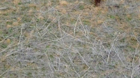 Erzincan kırsalında drone kamerasına takıldılar, anne ve yavrularıyla bir süre dolaşıp kayboldular