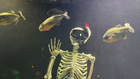 Avrupa’nın en büyüklerinden Antalya Akvaryumda 28 bin balık ziyaretçileri bekliyor