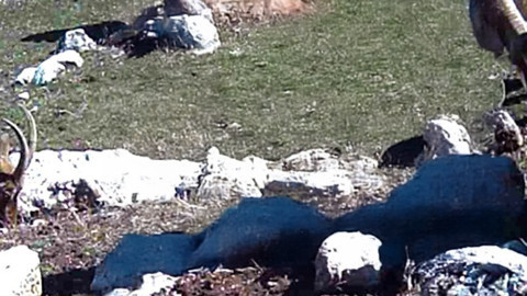 Erzincan’da fotokapan kaydetti! Dağların zirvesinden sürü halinde indiler