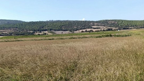 Balıkesir Gönen’de çeltik üreticileri isyanda! Suya erişemiyorlar