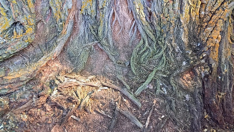 Erzincan Tercan’da dere kenarında aniden beliren canlı merak uyandırdı, fotoğrafları çekilince kayboldu