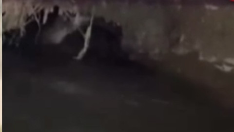 Bursa'da sulama kanalında 2 tanesiyle göz göze geldiler, o anları anında kayda aldılar