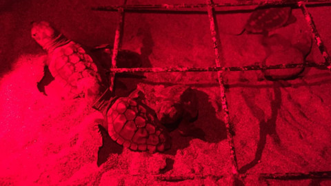 Arka ayağı yoktu! Atlas'ın yavruları denizle buluştu