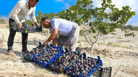 Mersin Büyükşehir’in tarımsal destek projesiyle dikilen incir fidanları ihracata uzandı