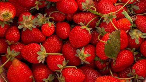 Bayağıl Köyü’nde çilek hasadı bereketli geçti, üretim ekonomiye katkı sağlıyor