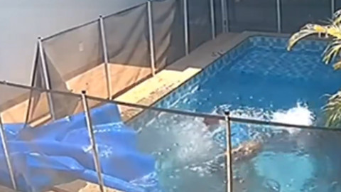 Havuzda boğulmak üzere olan kör köpek, görevlinin kalp masajıyla hayata döndü