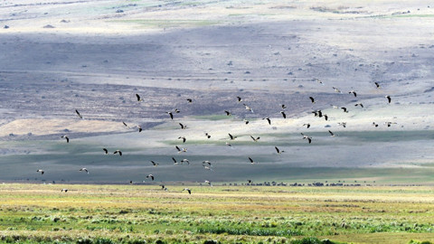 Aras Dağları’nın 2 bin 200 rakımlı sulak alanında 35 farklı tür tespit edildi, nesli tehlikedeki canlılar dikkat çekti