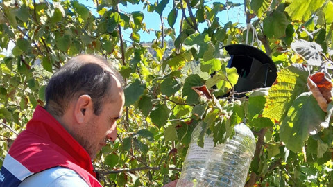 Tokat'ta zararlıların yayılımını izleyen feromon tuzaklarıyla ürün kaybı önleniyor