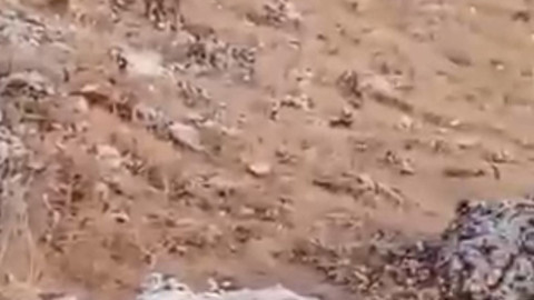 Şanlıurfa Halfeti’de türüne az rastlanan o hayvan bir anda ortaya çıktı, saniyeler içinde izini kaybettirdi