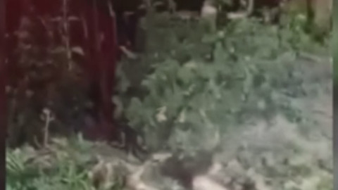 Erzincan Dumanlı Tabiat Parkı’nda çöpleri karıştırıp ormana karıştı