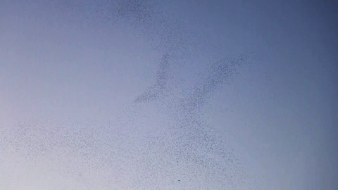 Bitlis Güroymak’ta on binlerce kuş aynı anda havalandı, gökyüzünde büyüleyici dans oluştu