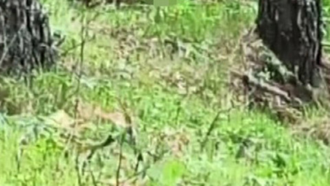 Kastamonu ormanlarının meşhur hayvanı bu defa avını yerken görüldü! Kocam bir domuzu tek başını yedi