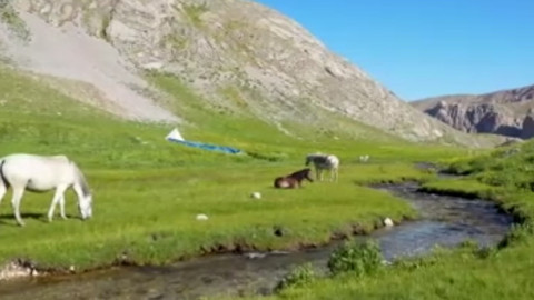 Erzincan ve Tunceli’de kaçak avcılık o türün yok oluşuna davetiye çıkardı! Hızla kayboluyorlar