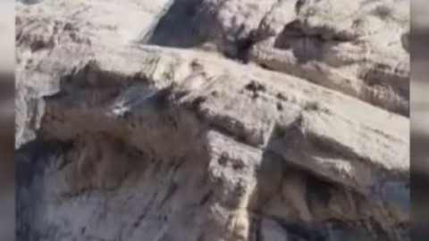 Malatya'da koruma altındaki hayvanlar 1'er 2'şer yamaçları tırmandılar. Sürü halinde kayda alındı