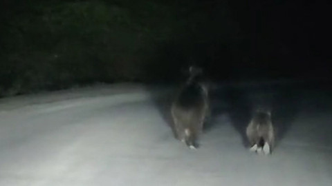 Bartın'da otomobilin önüne çıkan anne ve yavru ayı panikleyerek hızla ormana kaçtı
