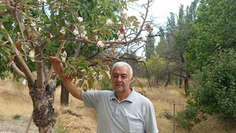 Sivas’ta şaşırtan doğa olayı! Sonbaharda çiçek açan ağaç hayrete düşürdü