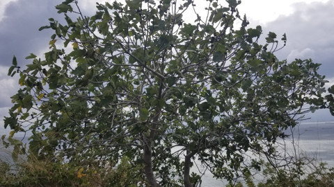 Sinop’ta şiddetli fırtına ağaçları devirdi! Dalgalar 5 metreye ulaştı