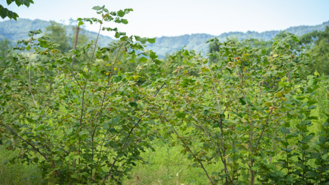 Erzincan’da bir ilke imza attı! Olmaz denileni başaran çift, o üründen 1 ton verim bekliyor