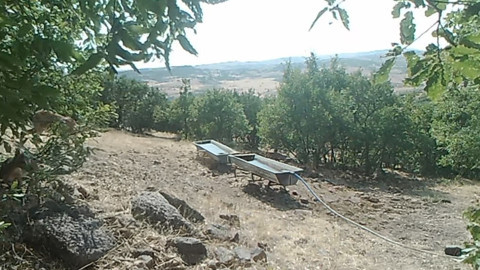 Doğanın zarif varlıkları en doğal halleriyle göründü! Sırayla hareket ettiler