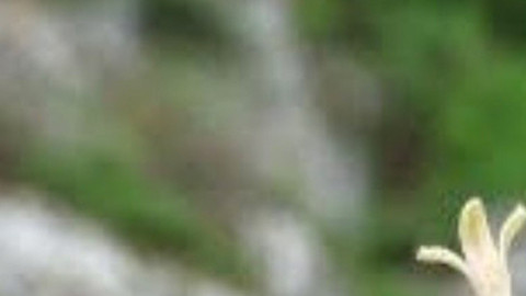 Sadece Karadeniz Nemli Karstik Ormanları'nda yetişen yeni bir tür keşfedil! Hemen korumaya alındı