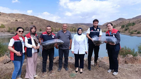 Sivas’ta baraj ve göletlere aynı anda 600 bin tanesi bırakıldı! Amaç ekosistemin canlı tutulması