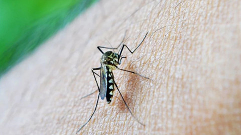 Korkulan oldu, salgın yayıldı! Halk sağlığı acil durumu ilan edildi!