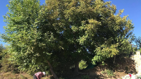 Kabuğu ince, içi dolu Erzincan cevizi 150-200 liradan alıcı buluyor