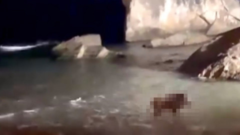 Bartın'da tatil beldesine kadar inen yaban hayvanları denize girip su içerken görüntülendi