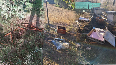 Bolu’da 7 arı kovanını yok etti! Üretici bir gecede 60 bin liralık zarara girdi