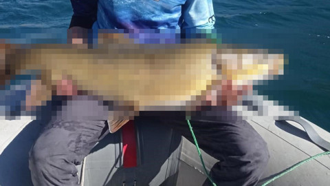 Elazığ'da Karakaya Baraj Gölü’nden çıkan hayvan ağızları açık bıraktı! 15 kiloluk devasa canlı görenleri şaşırttı