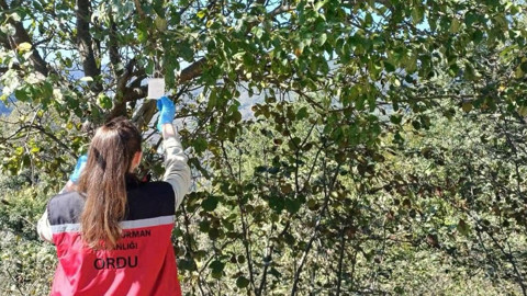 Ordu'da 1000'lercesi tek bir amaç için doğaya salınmıştı! Çalışmalara ara vermeden devam ediliyor