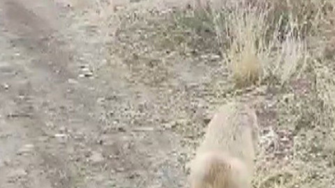 Erzincan’da yırtıcı hayvana hiç düşünmeden yaklaştı! Onu elindeki çerezle besledi