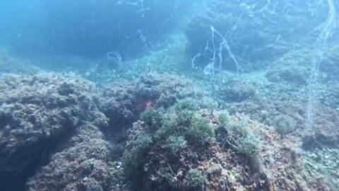 Marmara Denizi yine alarm veriyor! "Acil bir eylem planına ihtiyacımız var"