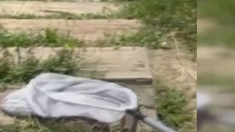 Bilecik'te uzunluğu ve kalınlığıyla korkuttu! Bakın o hayvan ne çıktı