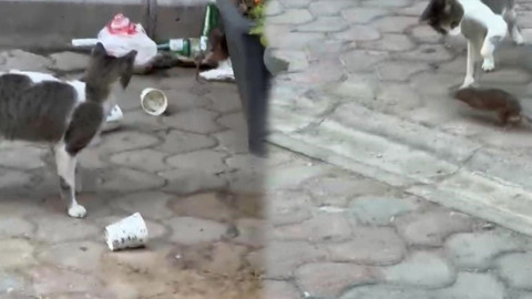 Konak’ta çöplerin ortasında kedi ve fareyi karşı karşıya getiren anlar kamerada