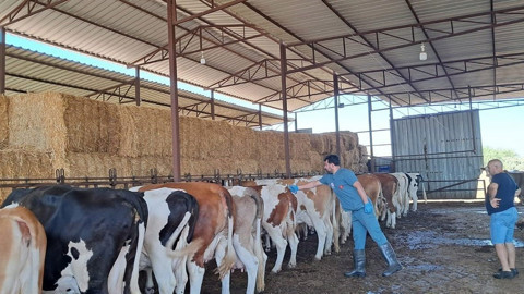 Aydın’ın Söke ilçesinde 7 mahallede süren şap karantinası kaldırıldı