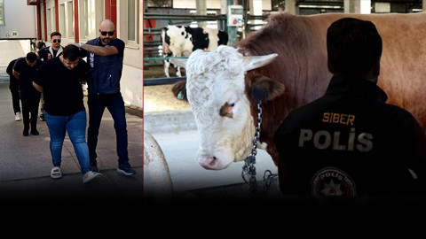 Adana'da akıl almaz dolandırıcılık! Boğa alacakken Sazan Sarmalı kurbanı oldular