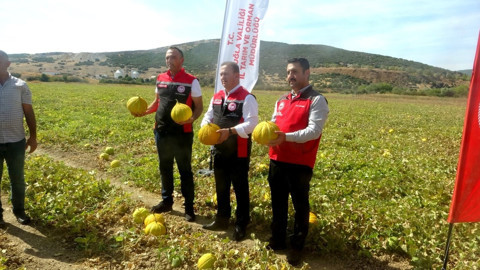 Muğla Karabağlar yaylasında ata tohumlarıyla yetişen Yayla Kavunu için hasat şenliği düzenlendi