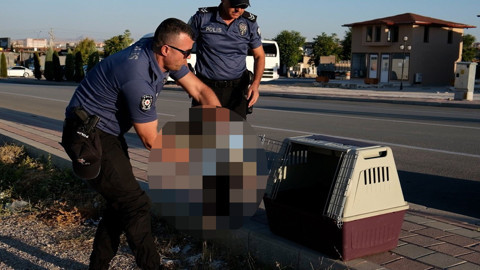 Karaman’da yol kenarında bitkin ve çaresiz halde bulundu! Görünmeyen o detay yürek sızlattı