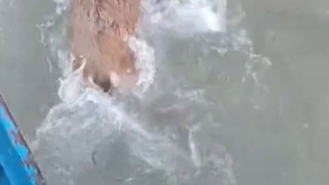 Elazığ’da canının derdine düştü, baraj gölüne girdi! Yardımına balıkçılar yetişti