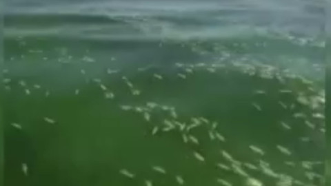 Kahramanmaraş’ta 10.000'lercesi su yüzeyini kapladı! Ortaya çıkan manzara korkuttu