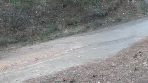 Çankırı'da doğanın vahşi hayvanları avını ararken fotokapana yakalandı